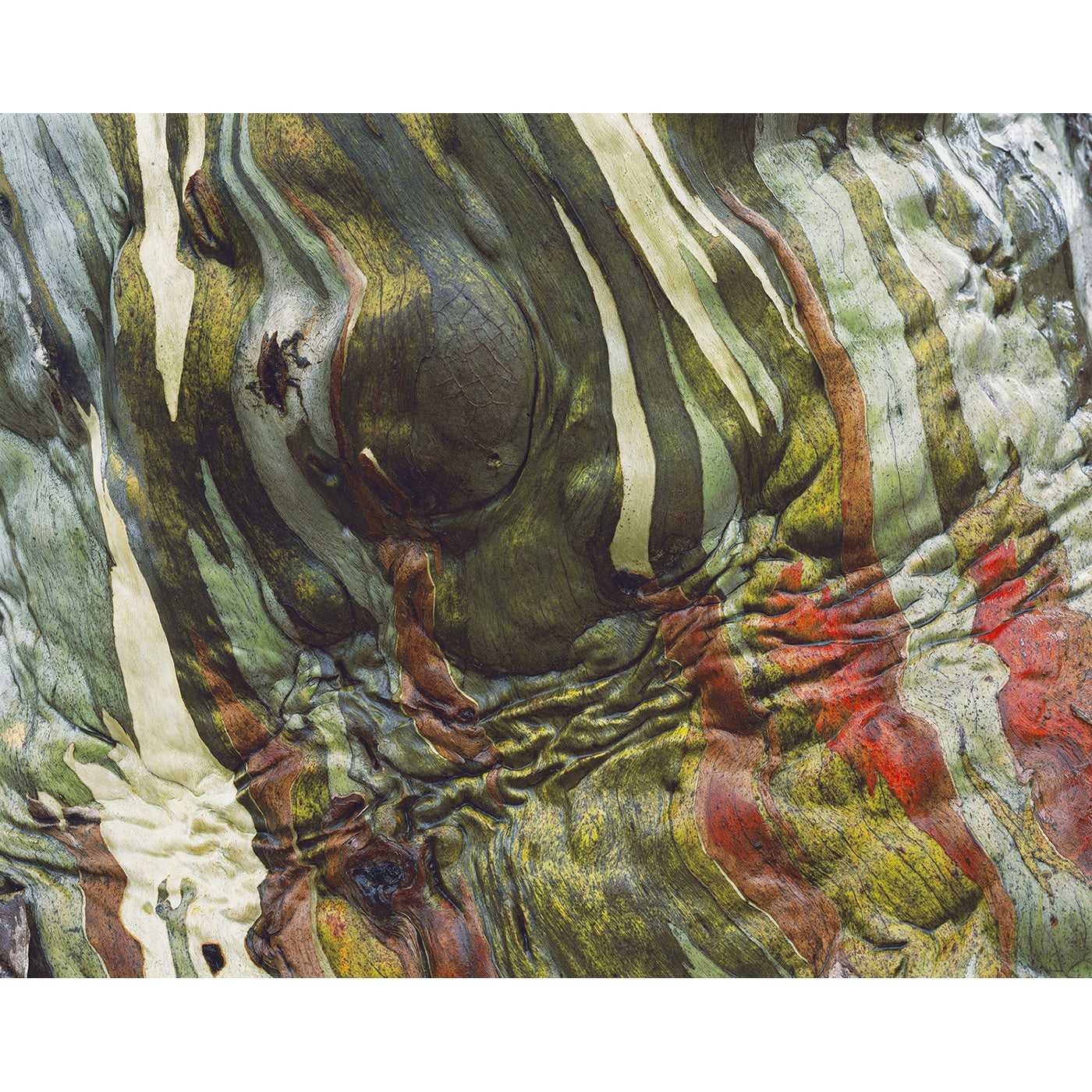 Peter Dombrovskis - Bark of Snowgum