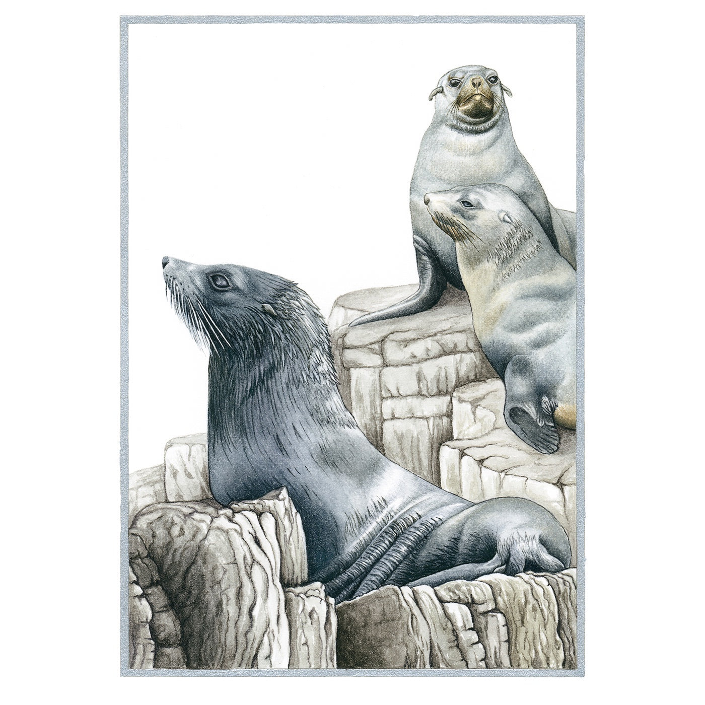Sylvie Gerozisis - Marine Life of Tasmania - Art Print - Australian Fur Seals