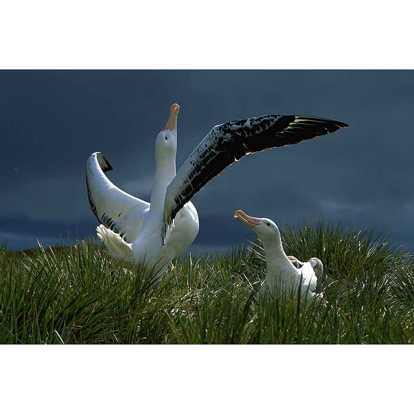 Graham Robertson - Squall Light