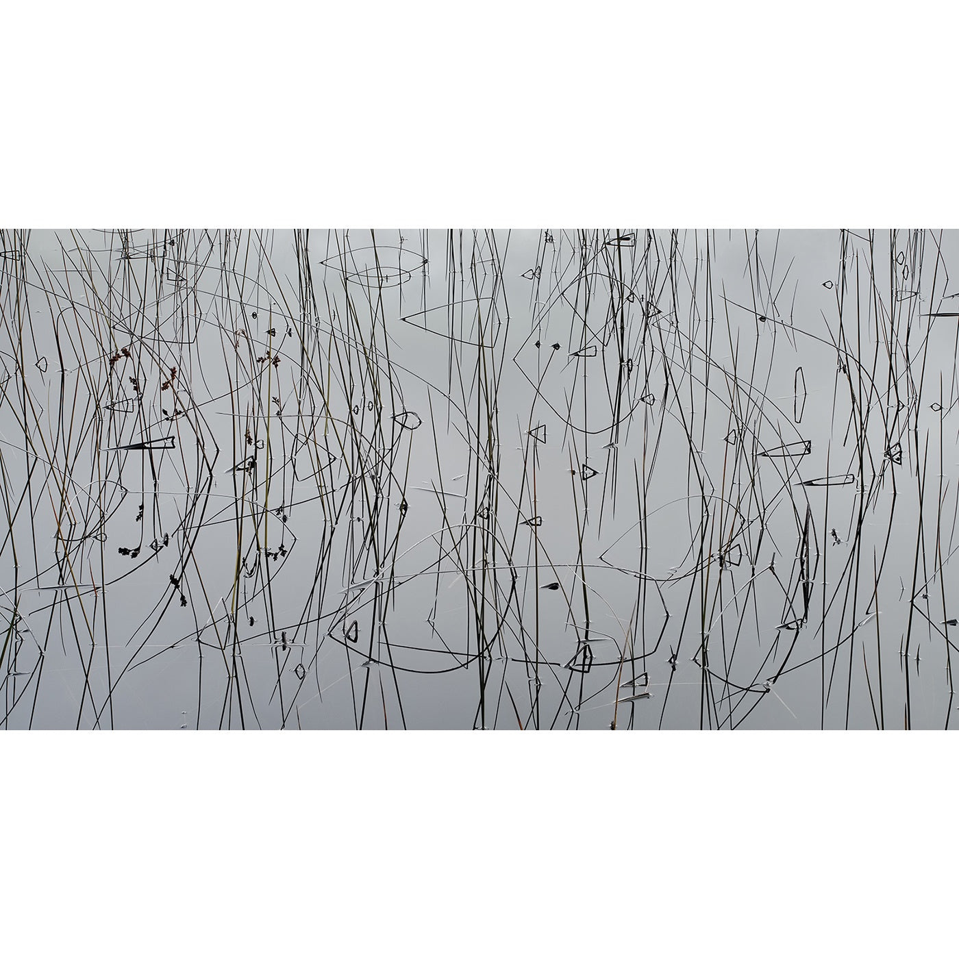 Chris Bell - Reeds and Reflections 1