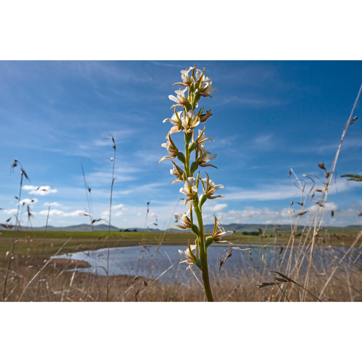 Eddie Gall - Prasophyllum tunbridgense