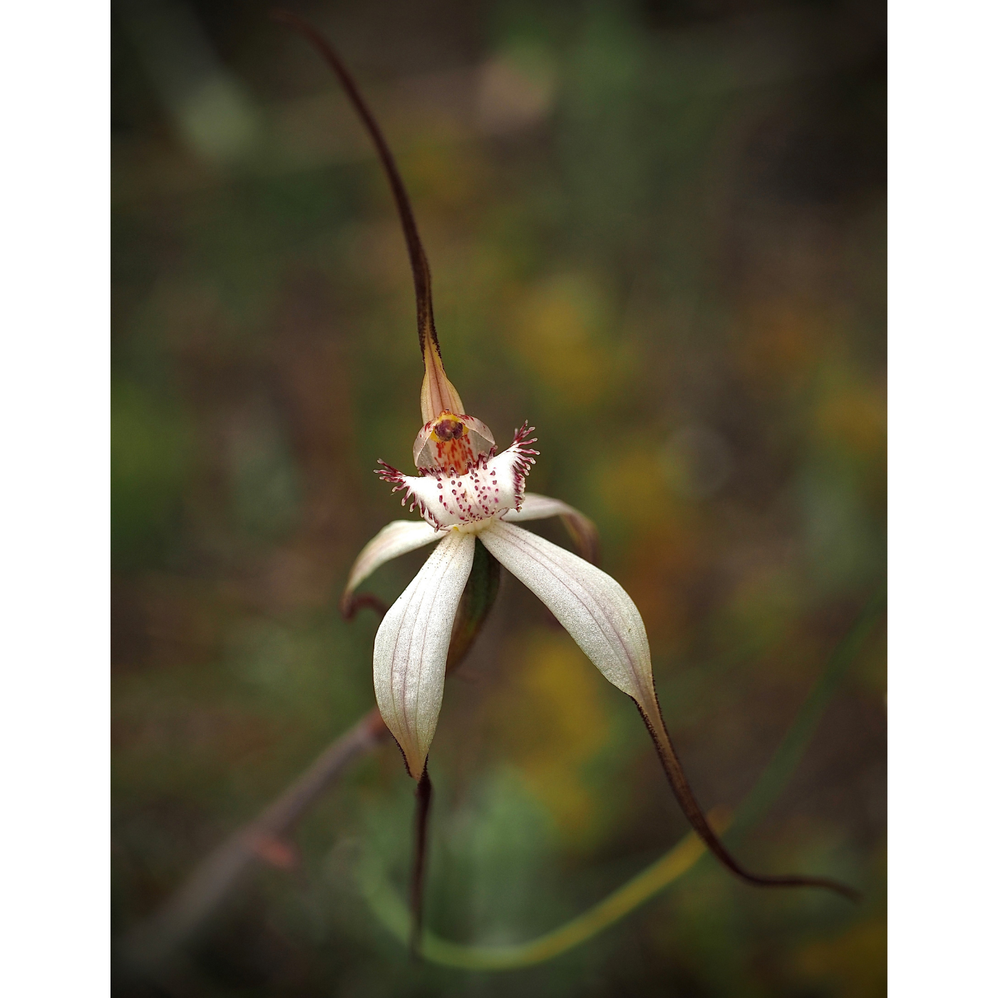 Graham Green - Caladenia anthracina