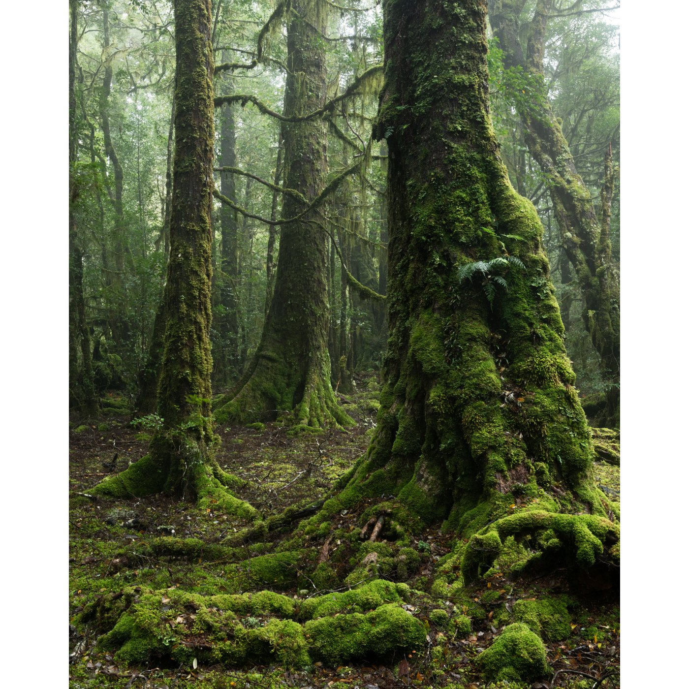 Nick Monk - Myrtles in Light Mist, North East Highlands