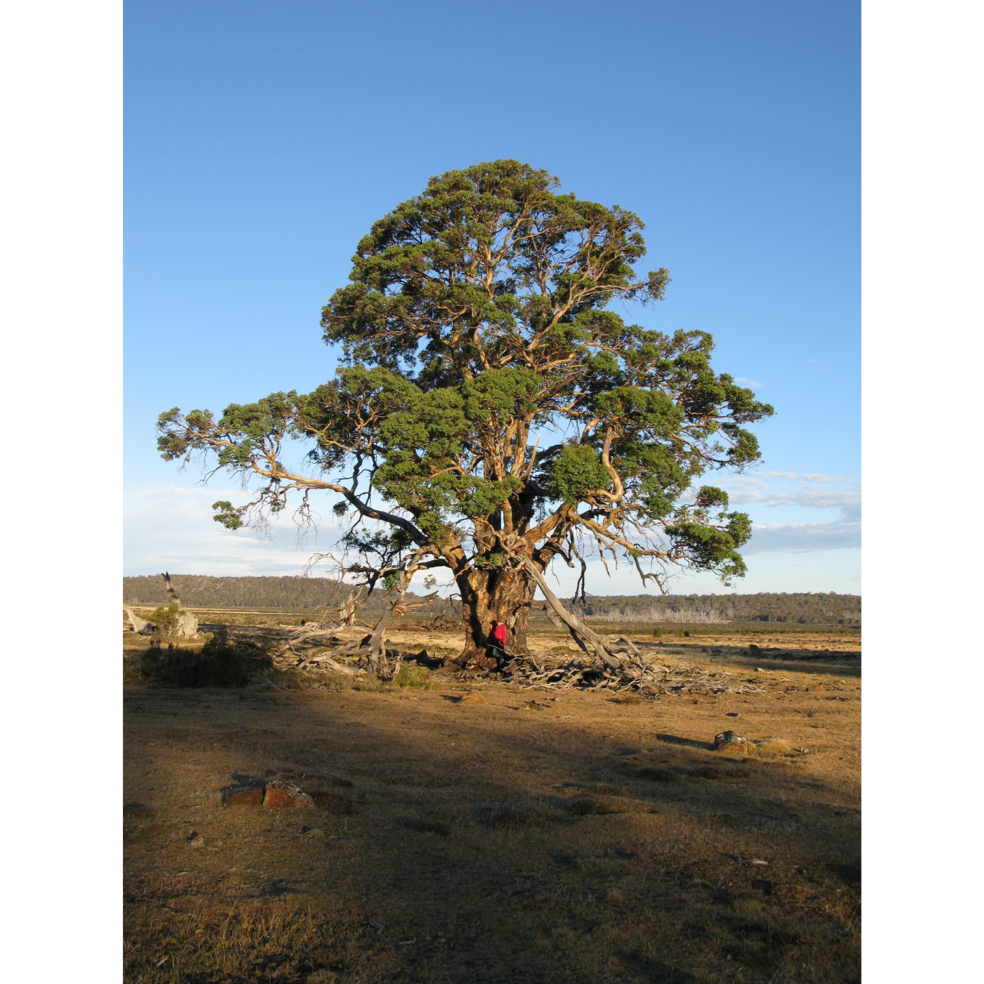 Eve Lazarus - Old tree and Me (Miena Cider Gum)