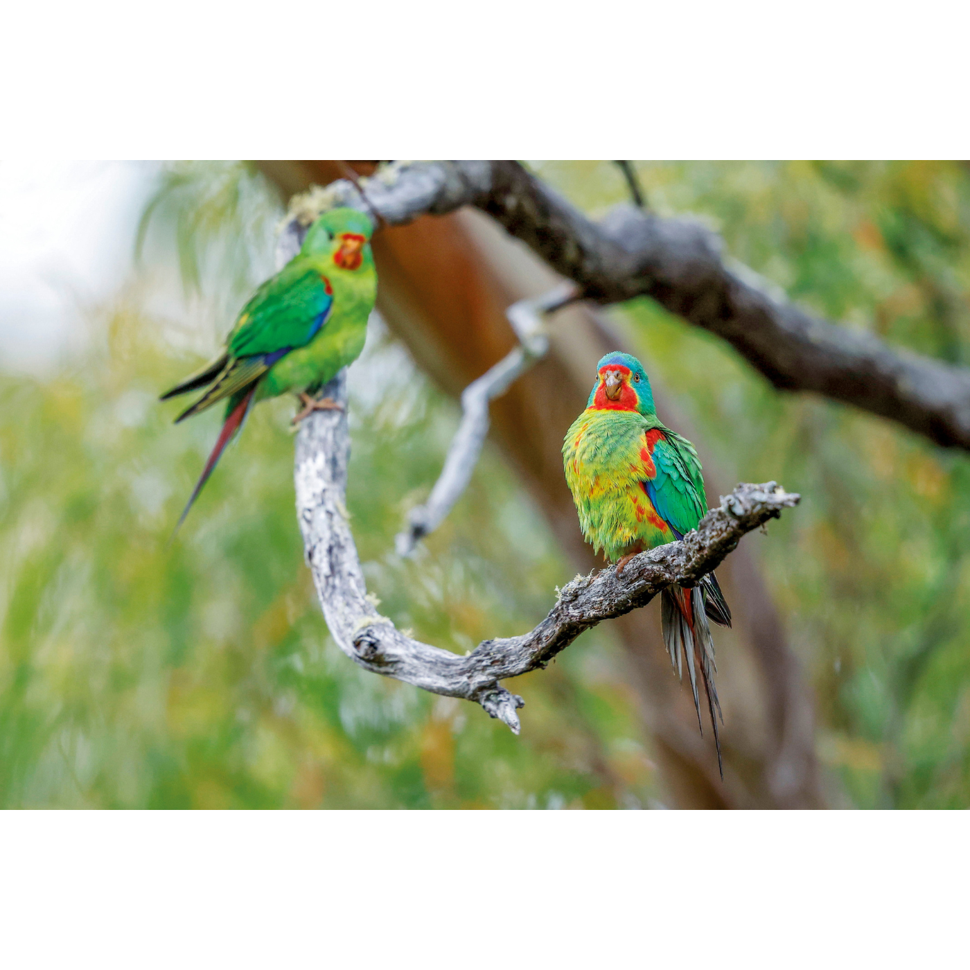 Rob Blakers - Swift Parrot Pair, Eastern Tiers