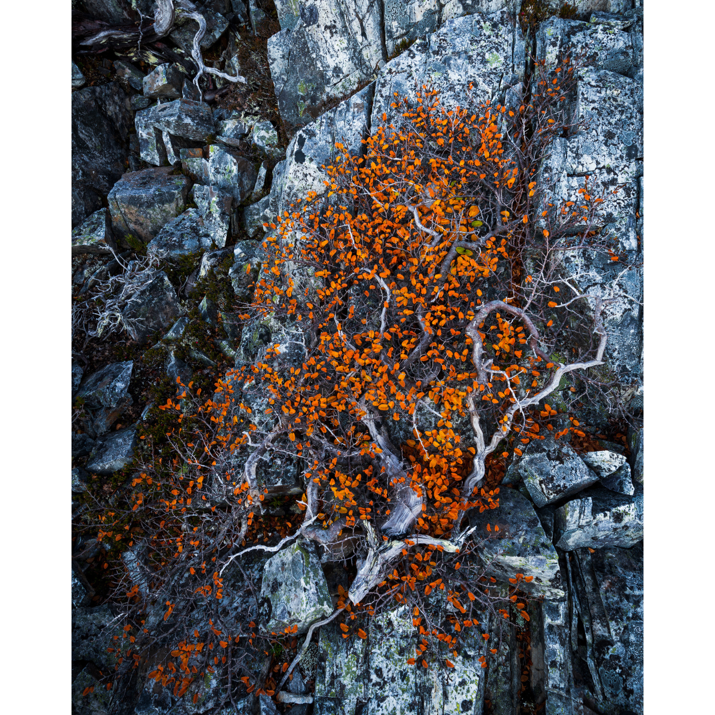 Nick Monk - Prostrate Fagus, Cradle Mountain