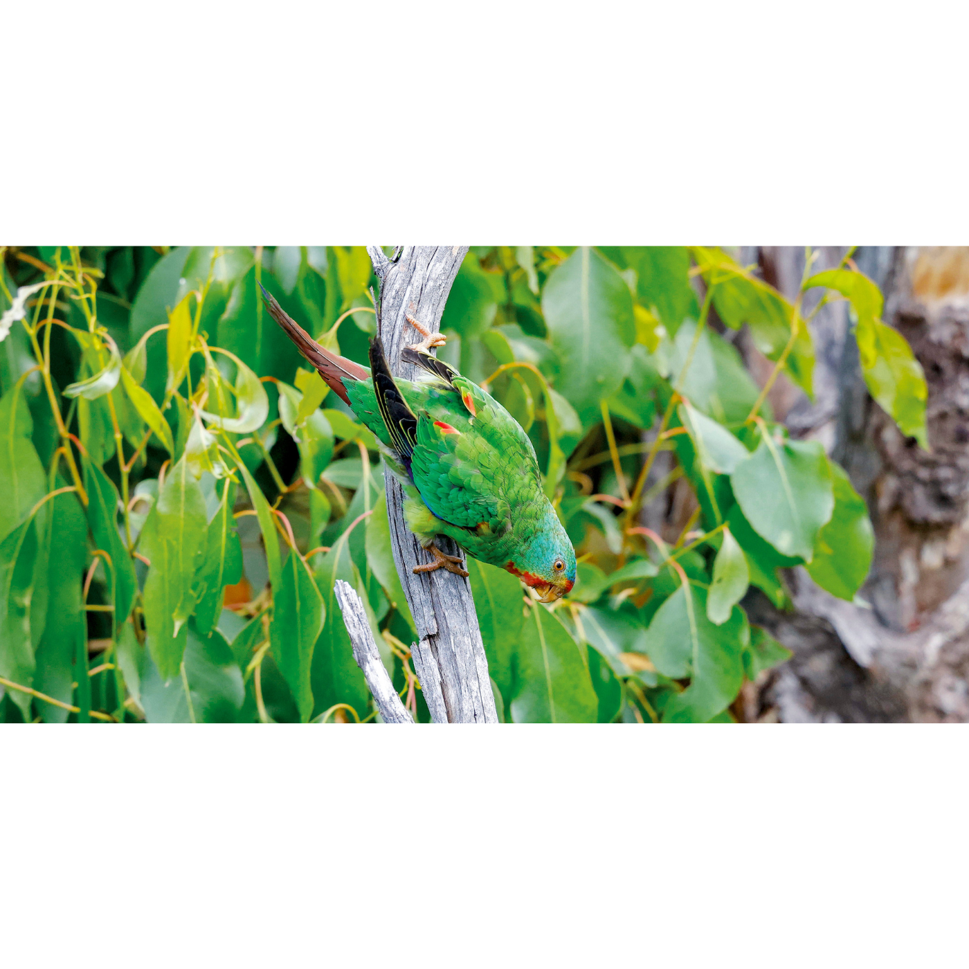 Rob Blakers - Eastern Tiers - Swift Parrot 7