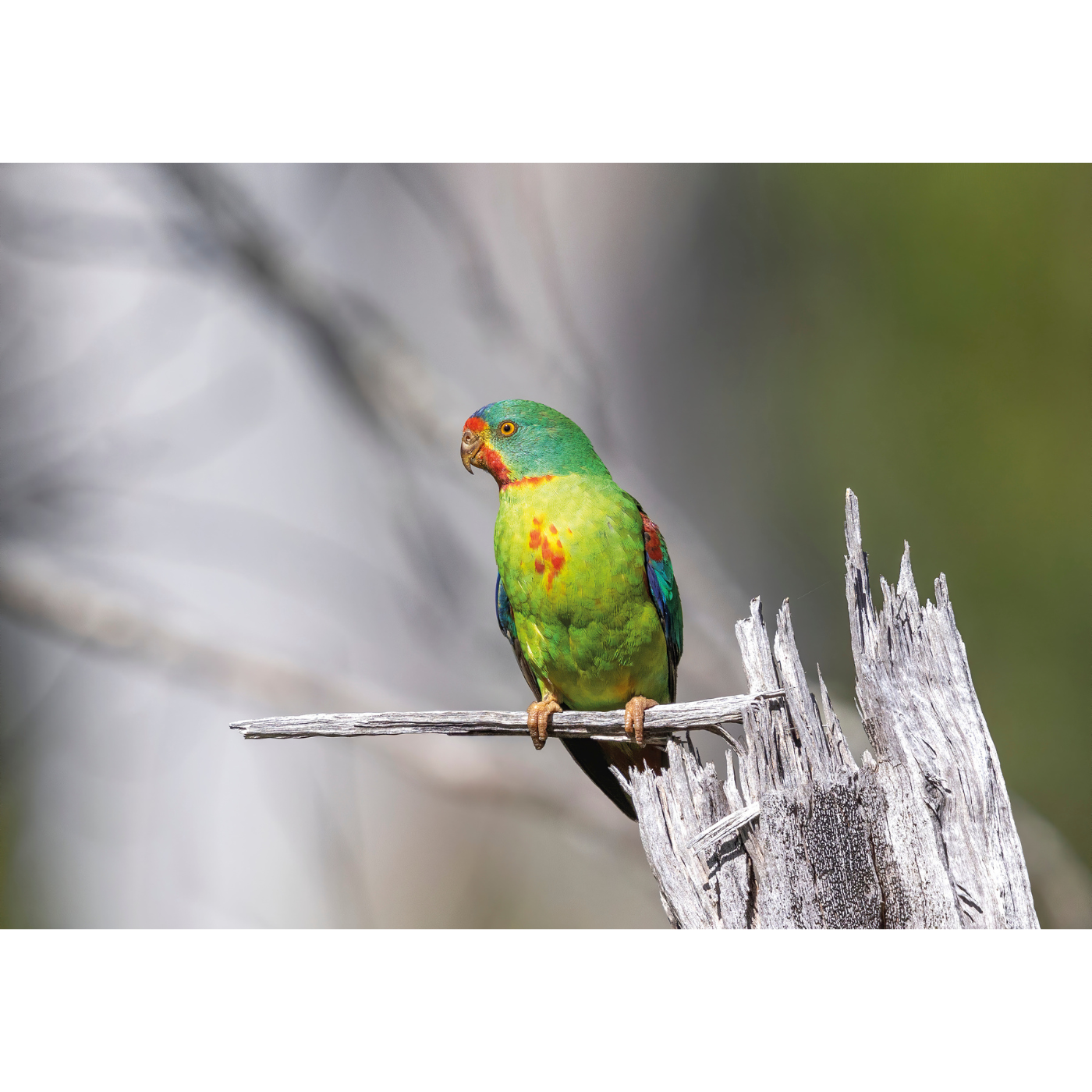 Rob Blakers - Eastern Tiers - Swift Parrot 9