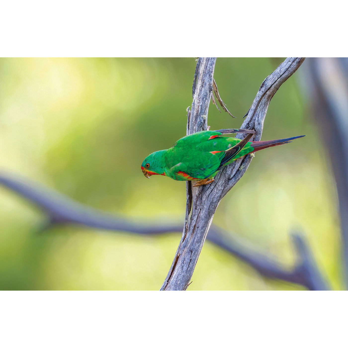 Rob Blakers - Eastern Tiers - Swift Parrot 8
