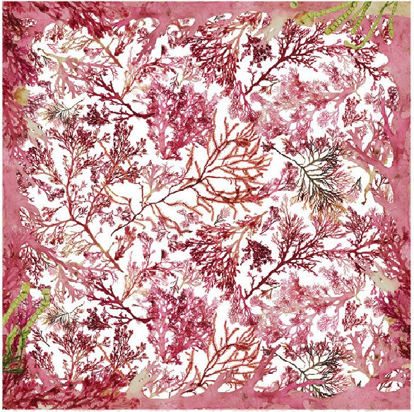 Deborah Wace - Seaweed Red on White Square (small scale)