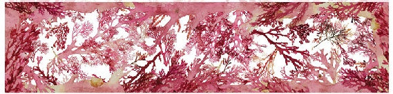Deborah Wace - Seaweed red on White Long