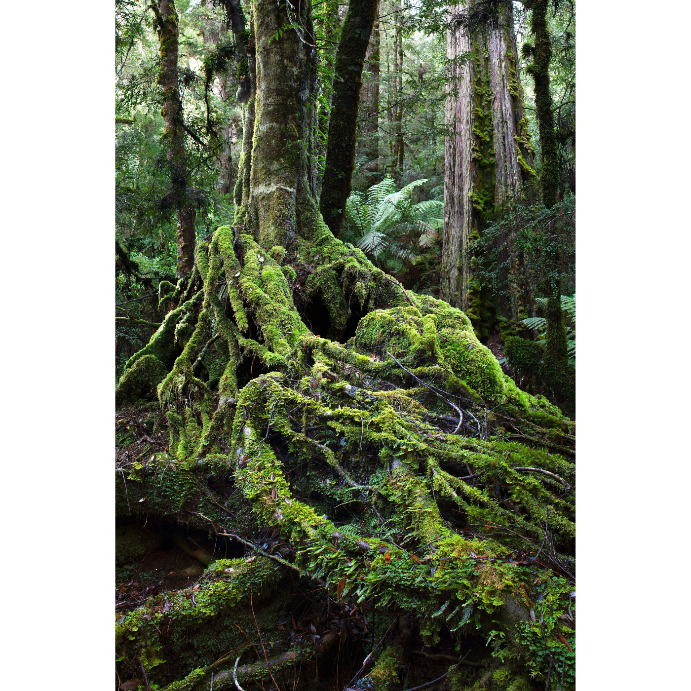 Tristan Stuart - Rhizomes of the Florentine, Florentine Regional Reserve