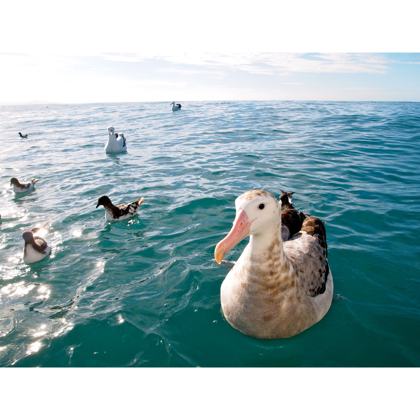 Jesse Lewis - Winter Wanderer: Wandering Albatross