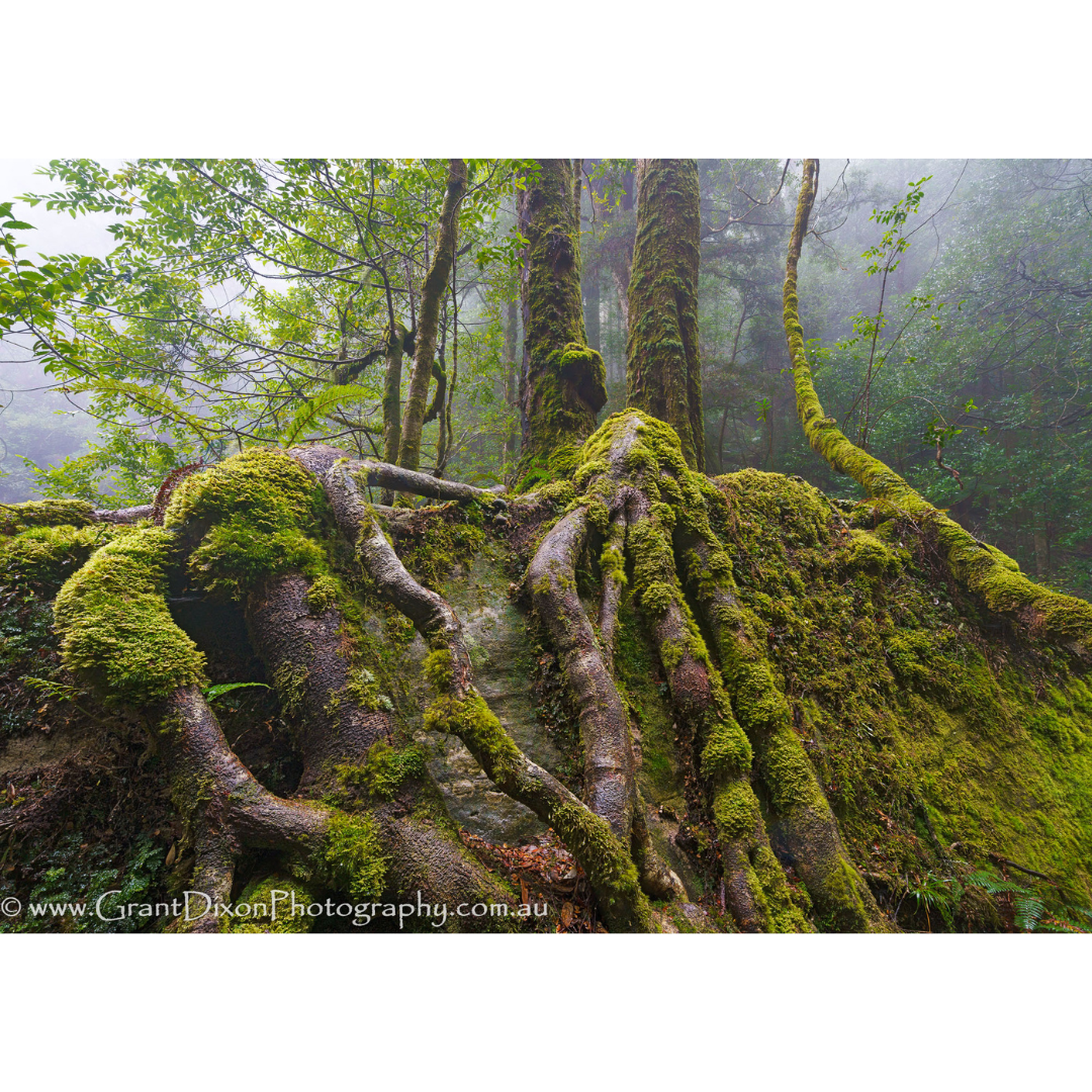 Grant Dixon - Sassafras roots, Great Western Tiers, Tasmania