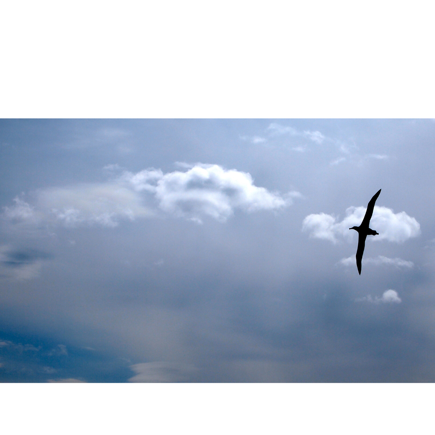 Jesse Lewis - Wind Rider: Wandering Albatross in Flight