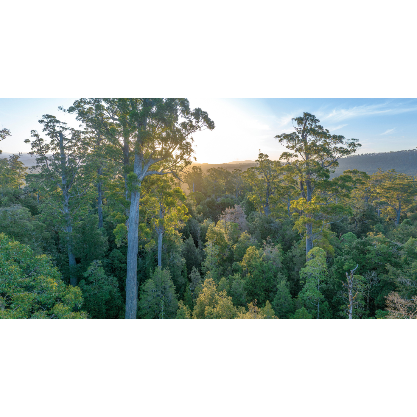 Rob Blakers - Takayna - Swift Parrot Habitat
