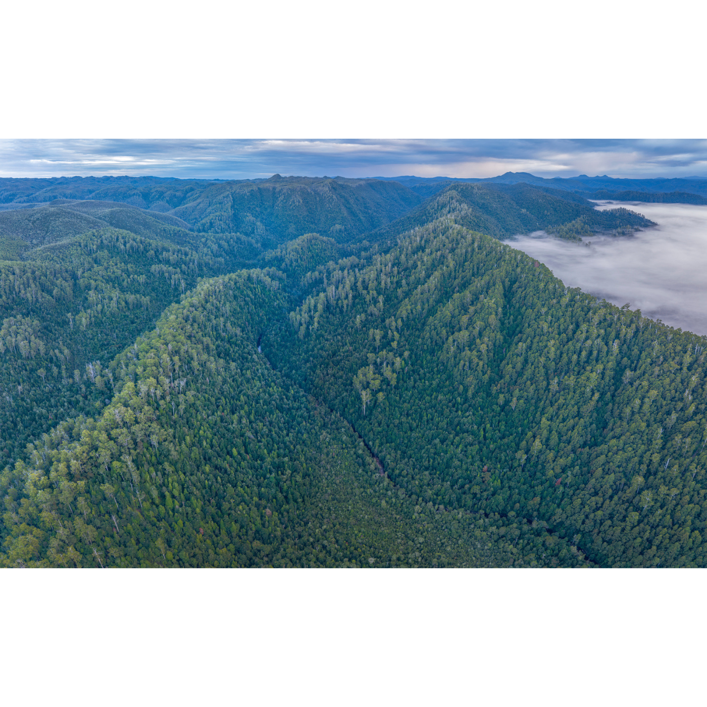 Rob Blakers - Takayna - Rainforest