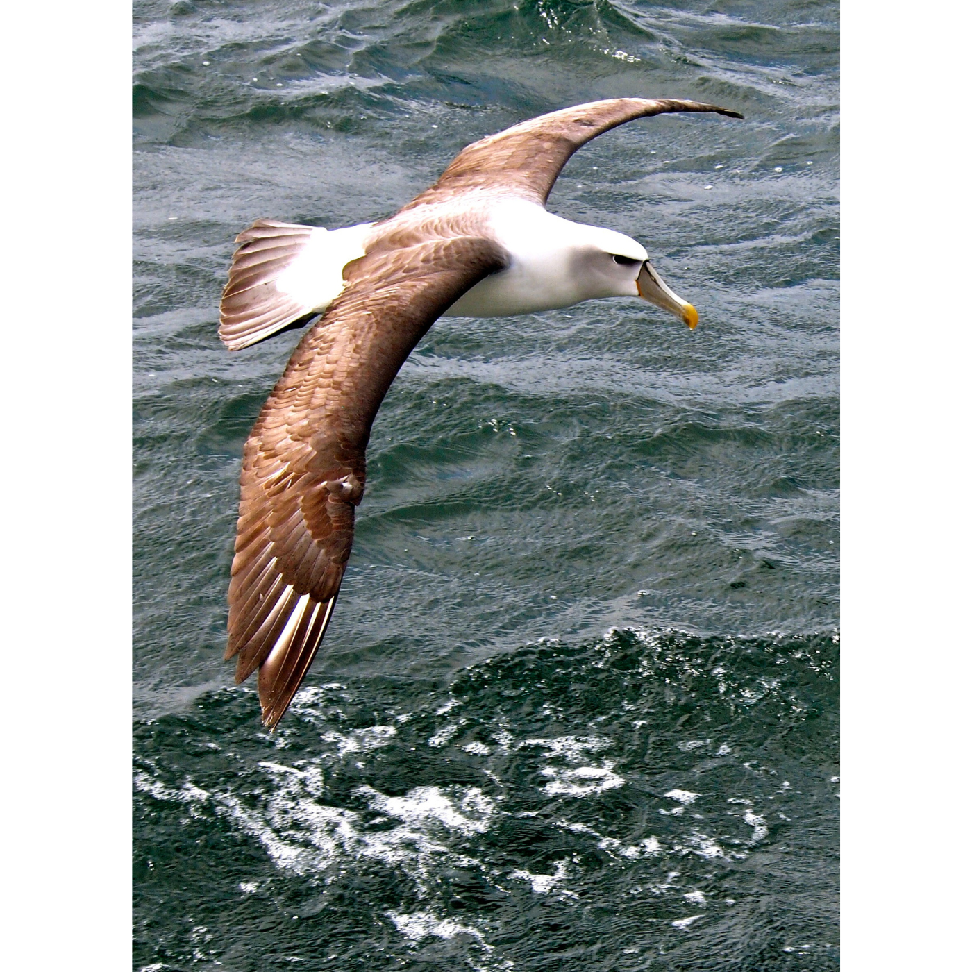 Jesse Lewis - Not so Shy: Shy Albatross